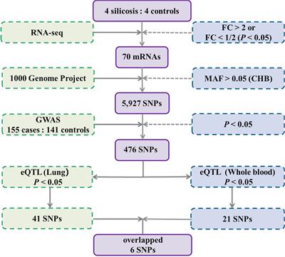 Integrating RNA-Seq With GWAS Reveals a Novel SNP in Immune-Related HLA-DQB1 Gene Associated With Occupational Pulmonary Fibrosis Risk: A Multi-Stage Study